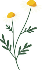 Illustration of two chamomile flowers with white petals, yellow centers, green stems, and leaves on a white background.