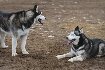 Two Sled Dogs Together in Yard