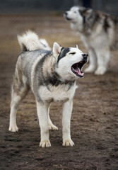Sled Dog Joins in on Pack Howl