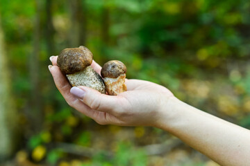 Close-up of a hand proudly holding two Boletus edulis mushrooms against a blurred forest background. Represents a plentiful autumn foraging harvest.