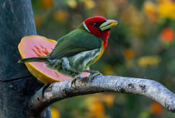 A striking Red-headed Barbet (Eubucco bourcierii) perches on a tree branch beside a slice of ripe...