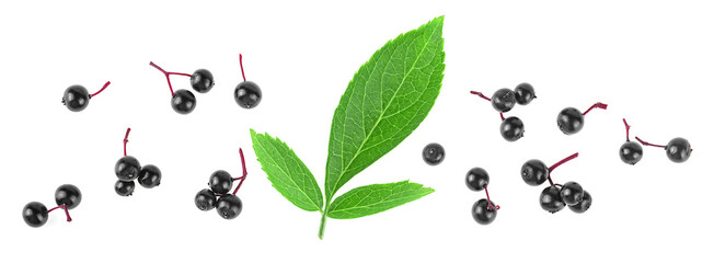 Ripe black elderberries with green leaves isolated on a white background, top view. Sambucus berries.