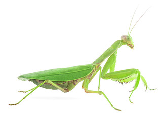 Green Mantis or or Praying Mantis isolated on a white background. Mantis religiosa, giant Mantis, European Mantis.