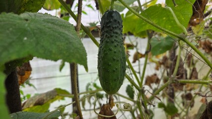 Fresh cucumber growing in a lush vegetable garden setting. Cucumber in a greenhouse. Vegeterian Day. Vegan Day