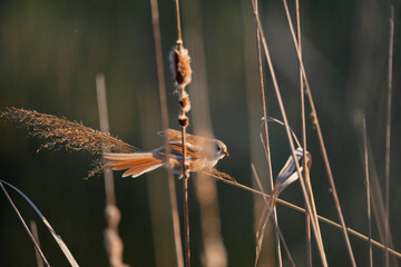 Rare Wildlife: Bearded Reedling Bird (Panurus Biarmicus) Perched on Reed. Wetland Nature Landscape