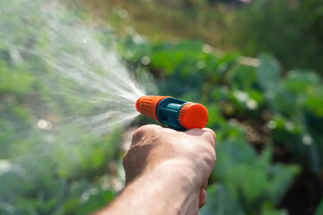 Gardener's hand holds a hose with a sprayer and watered the plants in the garden