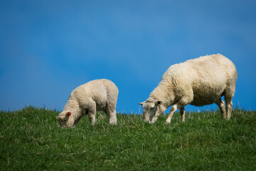 mother sheep and her lambs in lush green grassy field
