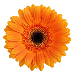 Vibrant orange gerbera daisy flower blooming with detailed petals and dark center