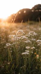 Wildflowers in a Sunny Meadow
