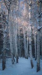 Snowy Birch Forest