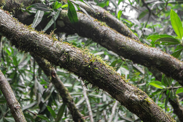 Hay plantas parásitas en el árbol