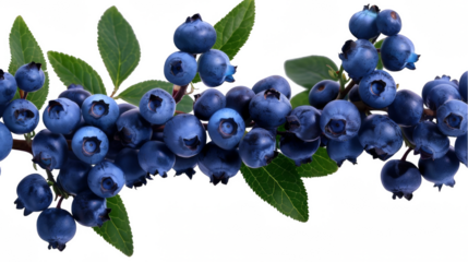 A close up of a clusters of blueberries on a branch with green leaves isolated on a transparent background
