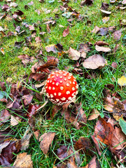 Vibrant Red Fly Agaric Mushroom Among Fallen Leaves