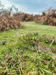 Tranquil Grass and Ferns in the New Forest, England