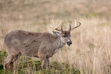 Adult male white-tailed deer with antlers feeding in the high-altitude grasslands of the Ecuadorian Andes. Photographed in natural light in its wild habitat.