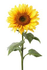 Obraz premium Vibrant sunflower, close-up view, against a black background. Yellow petals, dark center, green leaves, long stem. Detailed illustration