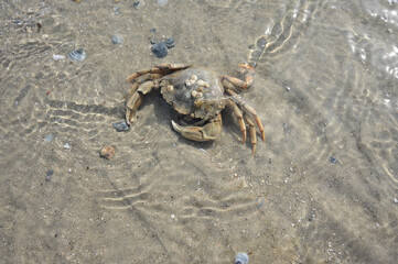 crab on the beach