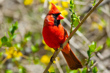 Bright  red northern cardinal, Cardinalis cardinalis, with upright crest on a branch of forsythia with soft focus yellow forsythia flowers in the background
