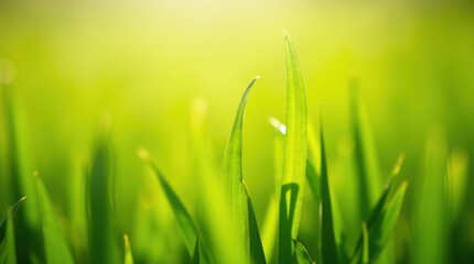 Close up of vibrant green grass blades with soft sunlight in the background
