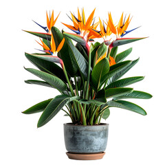 Exotic plant in a pot with orange, blue and yellow flower blossoms and green leaves