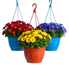 Three colorful hanging flower baskets, each filled with vibrant daisies against a black background