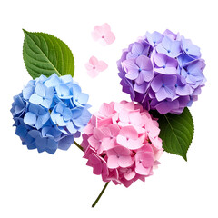 Vivid arrangement of hydrangeas in blue, pink, and purple hues, with green leaves