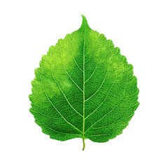 Close-up of a vibrant green leaf