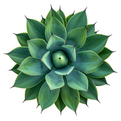 Overhead view of a symmetrical succulent with pointed green leaves and dark edges
