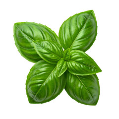 Vibrant close-up of fresh, green, aromatic leaves, isolated on a transparent background
