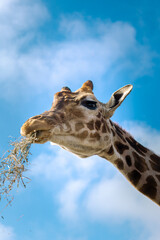 Giraffe eating hay surrounded by animals and visitors 