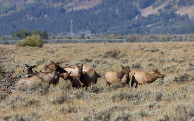 Herd of Elk Rutting in Autumn in Grand Teton National Park Wyoming