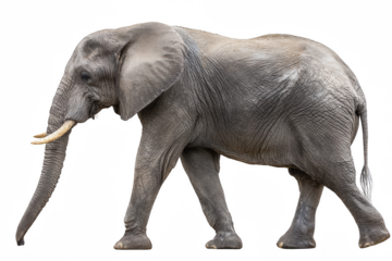 Side view of a large gray elephant walking with its trunk down and large ears spread out isolated on a transparent background