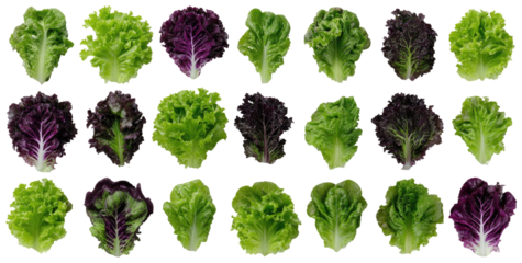 Close-up view of various lettuce leaves, arranged in a grid pattern.  Individual leaves, vibrant green and deep purplish-red, are showcased, with a distinct border around each leaf.  