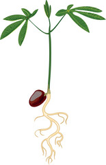 Green sprout of horse chestnut (Aesculus hippocastanum) with root system isolated on white background	