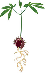 Green sprout of horse chestnut (Aesculus hippocastanum) with root system isolated on white background	