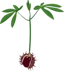  Green sprout of horse chestnut (Aesculus hippocastanum) isolated on white background