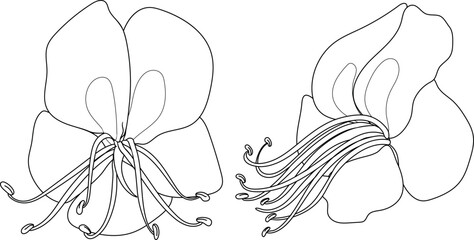 Coloring page with horse chestnut flowers 