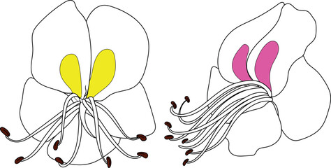Horse chestnut flowers with pink and yellow spots isolated on white backgroun