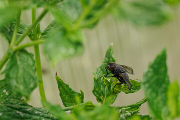 Black fly on the green part of mint outdoors in the garden.

