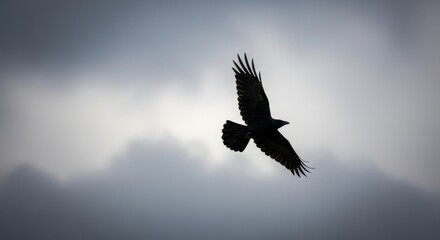 A solitary bird soars gracefully across a moody, cloud-filled sky, its dark silhouette standing out against the soft light, symbolizing freedom, flight, and the beauty of nature in motion.

