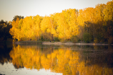 Golden autumn trees reflected in a calm lake. Peaceful fall landscape with bright yellow foliage and warm light. Serene nature scene in the countryside