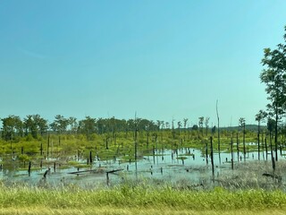 Swamp. Landscape with swamp.