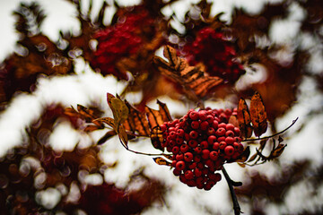 Close-up of red rowan berries with autumn leaves on a blurred background. Bright seasonal image with bokeh effect. Natural fall texture and warm tones.