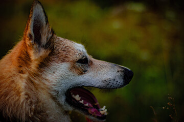 Side profile of a happy dog with mouth open and tongue out. Outdoor portrait in natural warm light, with blurred background. Alert ears, playful and expressive mood.