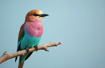 Obraz premium Lilac breasted roller bird with vibrant blue, pink, and tan feathers rests on a dry branch against a soft blue sky background. Wildlife creature observed in its natural habitat.