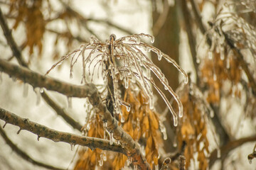 Frozen tree branches and curled twigs with icicles after freezing rain. Dried orange leaves add a warm contrast to the winter chill in this close-up shot of nature
