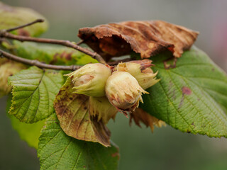 Three hazelnuts on a twig with leaves.
