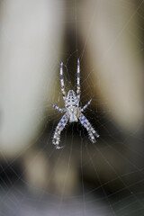 Beautiful detail of a garden spider on its web.
