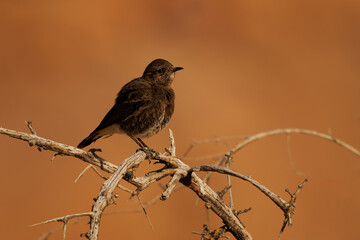 Mountain Chat or Wheatear Myrmecocichla monticola small insectivorous passerine bird endemic to...