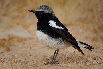 Mountain Chat or Wheatear Myrmecocichla monticola small insectivorous passerine bird endemic to southwestern Africa in mountains and rocky habitats in Namibia, Botswana and Angola.